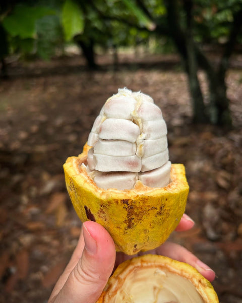 On the Search for Cocoa
