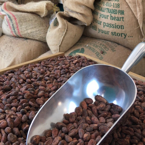 A large metal scoop filled with cocoa beans and hessian cocoa bean sacks in the background.