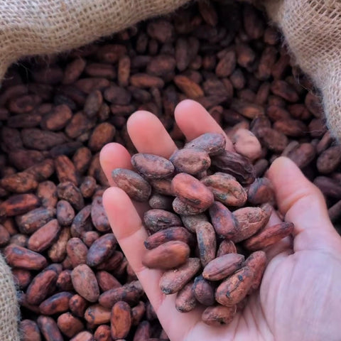 Hand holding cocoa beans with a burlap bag in the background